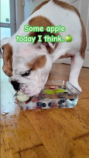 English Bulldog keeps hydrated with fruity water 🍏🍓 #shorts #bulldog #adoreble