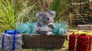 50K reactions · 6K shares | IT'S CHRISTMAS EVE!  Santa comes tonight and our baby animals are so excited! | Australian Reptile Park | Facebook