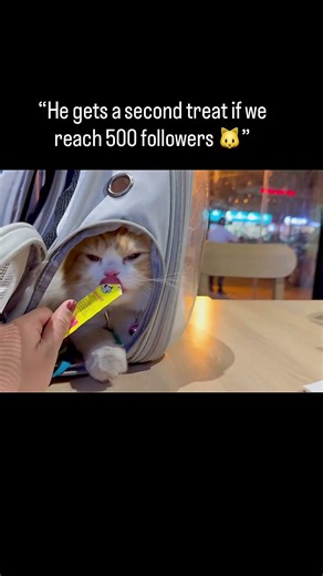 Help him to get another treat 🤞💕 #cat #orangecat #cutecat #catshorts #pets