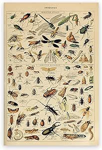 ZZPT Vintage Poster Insect Wall Art - Entomology Identification Reference Chart Farmhouse Canvas Prints Nature Educational Arthropods Poster for Biology Science Classroom Decor Unframed