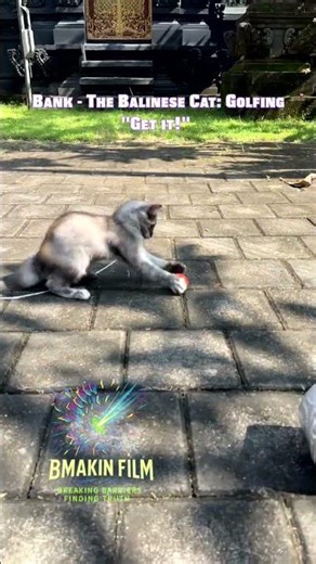 😻 Bali Kitten Goes FULL HUNTER Mode… Golf Ball Didn’t Stand a Chance! 🐾⛳ #bmakinfilm
