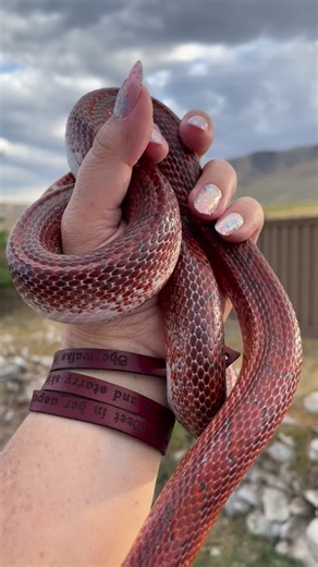 Seven-Headed Serpents on Instagram: "Red + white. The perfect Christmas snake? #cornsnake #cornsnakemorph #pantherophisguttatus"