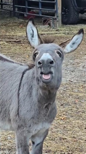 Funny Donkey Animal Sound | Loud Donkey Voice Short Video #shorts