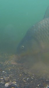 Do carp home in on colour or is it all about the pile of bait🤔. This fish seemed to come to bait but quite often when filming underwater ive felt they have literally homed in on the hookbait, especially a pink wafter🙈, and ignored the loose offerings. #steveringerfishing | Steve Ringer Fishing