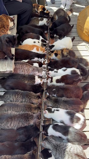 宮城の猫島: 200匹以上の猫が待っています