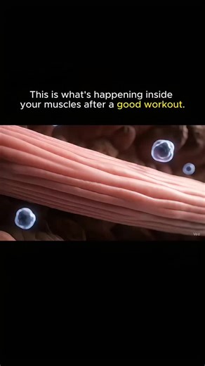 #musclerecovery #exercisescience #strengthtraining #fitnesseducation #humanperformance #sportsscience #healthandwellness #functionaltraining #performancetraining #recoverymatters #exercisephysiology… | FlexifyMe