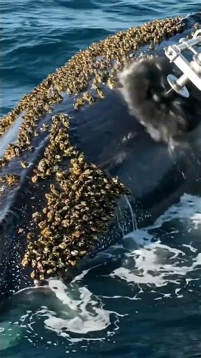 #shorts Satisfying deep clean for a barnacle-covered whale 🧼 #cleaning #satisfying