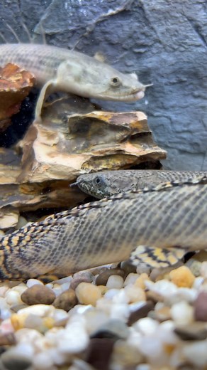 Predatory Fins ® | Rare & Exotic Fish Store on Instagram: "Polypterids or bichirs are a small group of African freshwater fishes often regarded as ‘living fossils’ because of their large number of primitive characters. They’re a type of ray-finned fish, which began their evolution journey around 395 million years ago. These prehistoric fish belong to the genus Polypterus, which means “many wings.” Bichir have long, narrow, tubelike bodies covered in thick diamond-shaped scales. #polypterus #bich