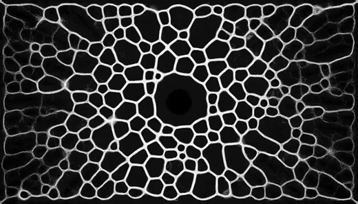 Bio-Algoritmos: Physarum Polycephalum / Red