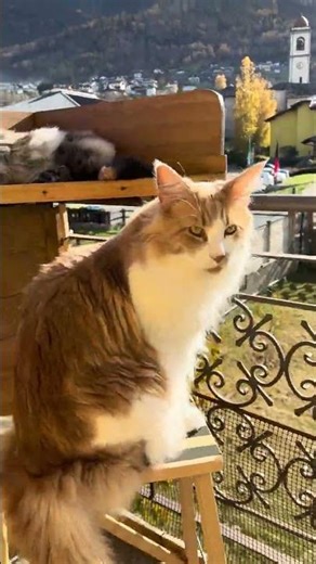 Il balcone è l’unico posto dove regna l’intesa perfetta 😸😸😸😸❤️|#mainecoon #shorts