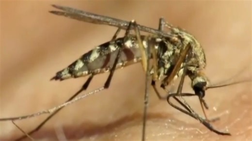 West Nile virus detected near Pennypack Park in Northeast Philadelphia, health officials say