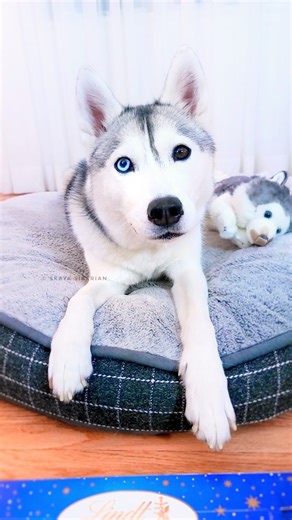 Skaya's Advent Calendar! 🎁 (Day 14) #husky #dogs #christmas #funnydog #cuteanimals #adventcalendar | Skaya Siberian