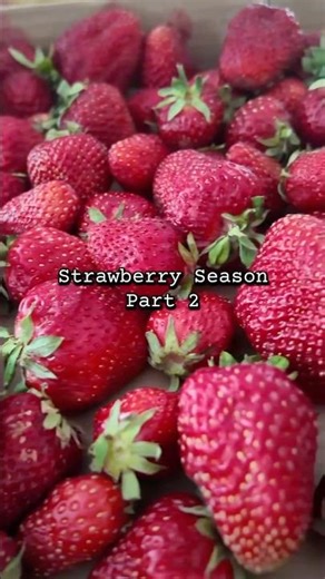 🍓 Strawberry Season — Part 2: Strawberry Crisp w/Brown Sugar Oat Topping