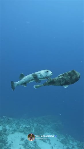 Vinícius Oliveira on Instagram: "Cena rara e cheia de amor entre baiacus 🐡💕 Os baiacus têm um comportamento territorial e muitas vezes, solitário, sendo conhecidos por sua personalidade cautelosa e temperamento defensivo. No que diz respeito aos relacionamentos, os baiacus formam pares na época de reprodução, com rituais que envolvem dança e movimentos sincronizados. . . #natureza #praia #angradosreis #mergulho #curiosidades #preservação #biologia #mar #biologiamarinha #ilhagrande #greenpeace 