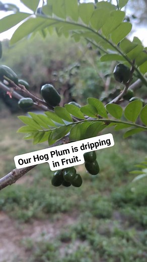 I took this video as the sun was setting. Our hog plum is dripping in Fruit. #hogplum #loxahatchee #permaculture #gardening #organic #growyourownfood #organicgardening #nature #sustainability #garden #sustainableliving #regenerativeagriculture #foodforest #growyourown #permaculturedesign #permaculturegarden #sustainable #potager #homestead #homegrown #farmlife #permacultura #homesteading #compost #organicfarming #vegetablegarden #regenerativefarming #permaculturefarm #agriculture #community #jar