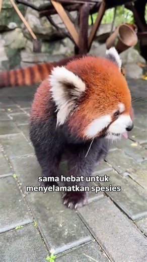 Komodo dragon exchange with red panda #amazing #uniquefacts #animals