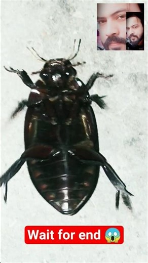 cockroach dance 😂😂 #shorts #youtubeshorts #shortsvideo #funnyshorts #comedyshorts #funny