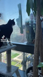Tuxedo cat now besties with the window cleaner. | J. Racenstein - Window Cleaning & Building Maintenance Supplies | Facebook