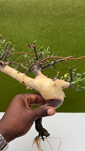 Commiphora kataf (Pure Form) — raw elegance from the drylands. Its peeling bark, sculpted caudex, and aromatic essence make it a masterpiece of nature’s artistry. A plant that speaks in silence — strength, endurance, and timeless beauty. 🌿🔥 #caudex #caudiciform #caudexplants #cactus #succulents #plantsofinstagram #caudexlover #succulent #plants #pachypodium #plantsmakepeoplehappy #caudexlicious #caudexmania #euphorbia #plantlover #rareplants #succulentsofinstagram #houseplants #plantlife #bota