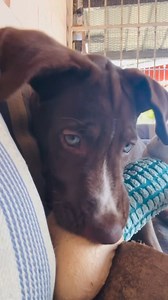 Brownie needs to be babysat while I empty the car. Thank you 🙏🏾 🩵🐶 #Puppy #puppymum #doggie #puppylove #love #pet #cutepuppy #dogs #doglover #puppies #newpuppy #cutie #trini #dogoftheday | Didi's