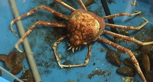 Molting Japanese spider crab time-lapse at Enoshima Aquarium