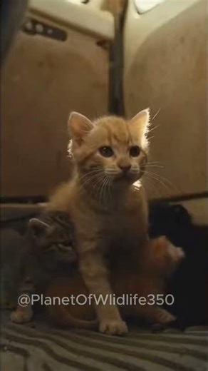 A Hero Behind the Wheel: Man Saves Kittens from a Chasing Leopard! #cat #usa