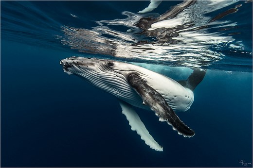 Our Strategic Plan 2022-2025 - Australian Marine Conservation Society