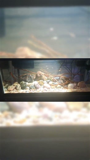River Style Aquarium #aquascapelowtech #aquarium #aquascape