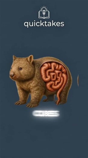 Nature’s Only Square Pooper? 🧐