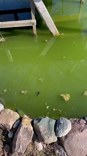 Опустошение пруда: выкачиваем воду и открываем удивительный мир рыб