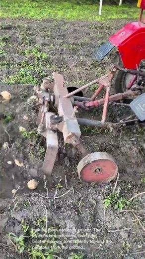 Potato Harvesting with Tractor: Mechanical Potato Digger in Action