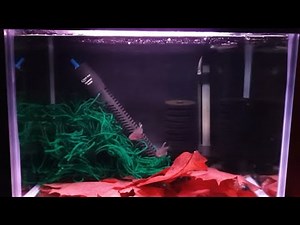 HOW TO BREED DIAMOND TETRAS PART 1