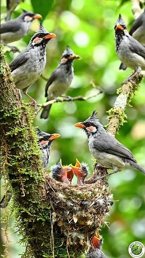 The Life Cycle of the Asian Paradise Flycatcher