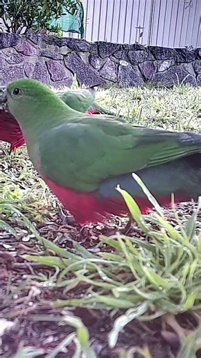 Australian King Parrots Feeding in a Backyard | Australian Backyard Wildlife #birds
