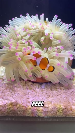 Nemo!!Clownfish have no gender.！！#animal #amazing #fyp