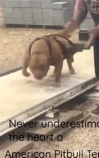 bodybuilder pitbull weight pulling competition 200kg + pulling