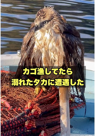 カゴ漁中に溺れるタカを助けた#漁師 #vlog #猛禽類
