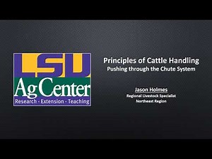 Principles of Cattle Handling – Part 2 – Pushing through the Chute System