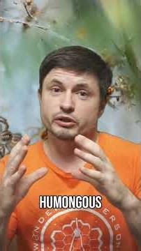 Spiders Living Together! The Secret Social Spider City