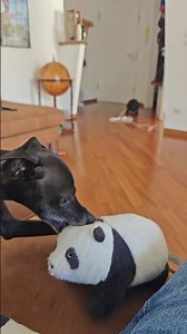 Hamlet the Italian Greyhound prepares for the #EnglandMexico #worldcup match with a #vindaloo #iggy