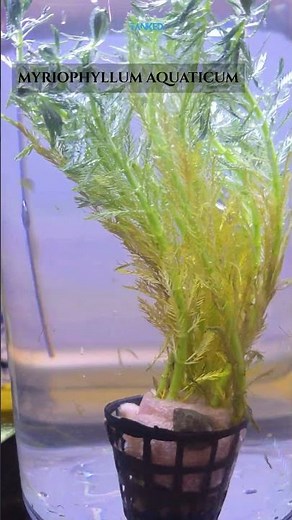 Soft, feathery, and full of life—Myriophyllum aquaticum brings natural beauty to your tank.