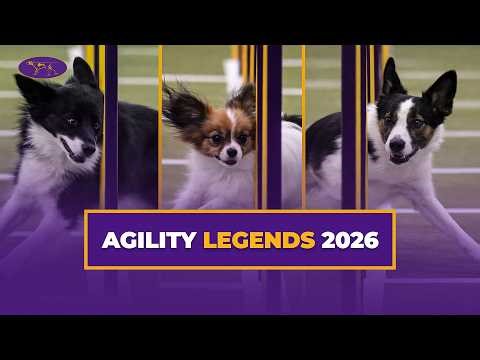 Best of the 2026 Masters Agility Championship | Westminster Kennel Club