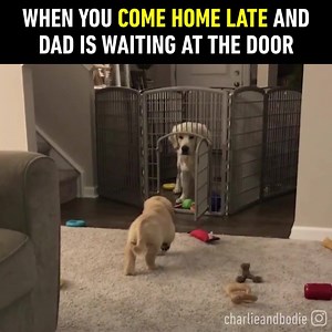 8.4K views · 680 reactions | When you are grounded but you're still going on for parties  Download the woof App, India's leading Dog Socializing App. Woof For Android: https://play.google.com/store/apps/details?id=com.anibar.woof Woof For ios: https://itunes.apple.com/us/app/woof-my-best-buddy/id1195683305?ls=1&mt=8 #DogVideos #Doggos #DogFunnyVideos #AppForDogs #Doglovers #puppy #puppyvideos | Woof | Facebook