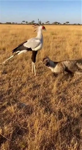Mother Bird Protects Chick from Hyena Attack 🛡️ #Shorts