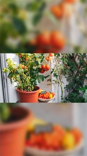 Grow Tomatoes in Containers: The Best Varieties!