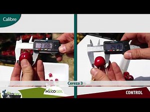 Ensayo de mycogel en cultivo de cereza