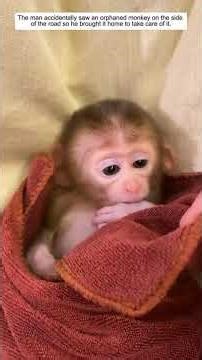 monyet yang malang, #monkey #animals #subcribe #support