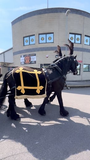 1.4K views · 552 reactions | Our boys are just the best  #friesian #friesianstallion #friesianlove #friesianhorse #friesianhorses #drivinghorses #carriagehorse #drivinghorse #carriagehorses #stallionsofinstagram #stallions #carriagedriving #horsesofinstagram | Downyfield Carriages | Facebook