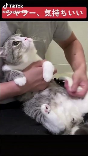 シャワーを浴びるもち様 もちまる日記 もちまる もち丸 猫 ねこ ネコ 癒しMP4