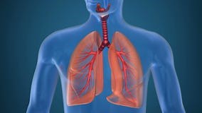 Anatomy of Human Respiratory System Stock Footage - Video of pleura, bronchi: 79678726